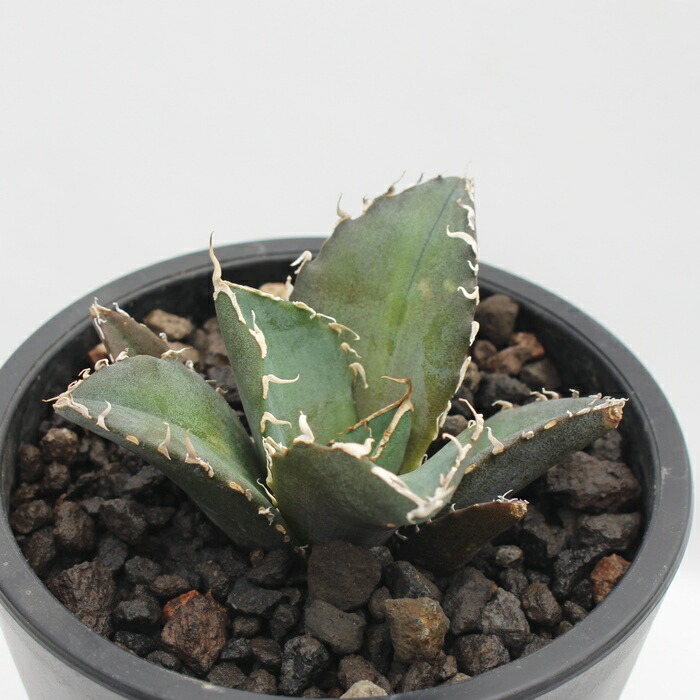楽天市場】白鯨 アガベ Mサイズ 7.5cmポット 強刺多肉 多肉植物