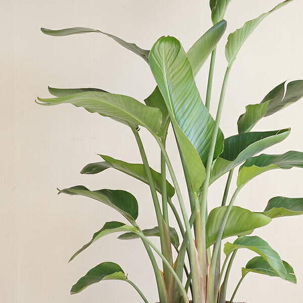 楽天市場】観葉植物 大型 オーガスタ 10号 法人様送料無料 バナナ