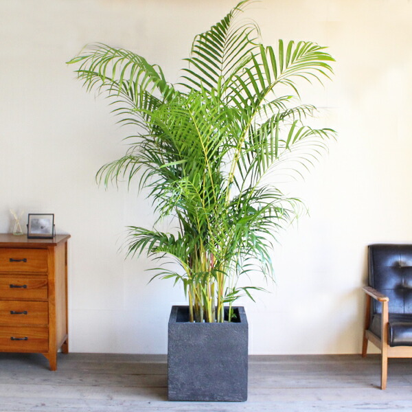 楽天市場】観葉植物 大型 アレカヤシ ヤシの木 10号 キューブ型