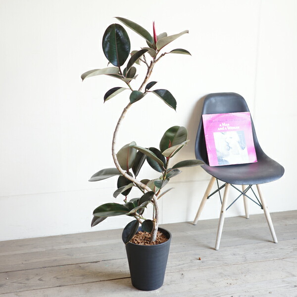 楽天市場】フィカス バーガンディ ループ ブラックセラアート鉢植え