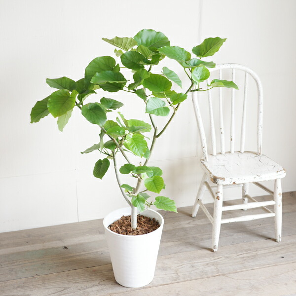 楽天市場】ウンベラータ 8号 ホワイト セラアート鉢 送料無料 フィカス