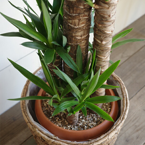 楽天市場】観葉植物 大型 ユッカ エレファンティペス 10号 法人様送料