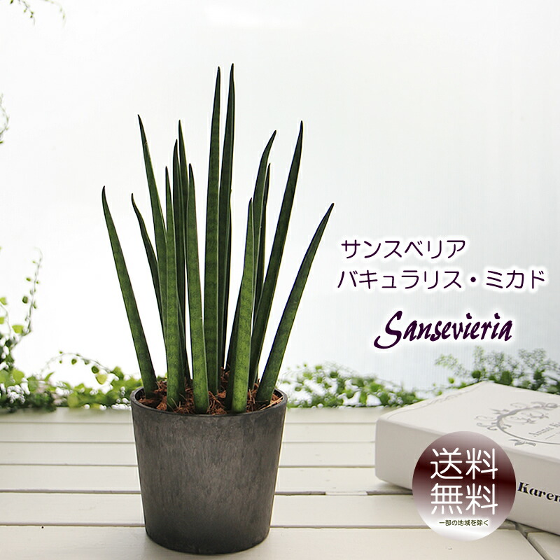 楽天市場】サンスベリア サンセベリア バキュラリス ミカド 3.5号