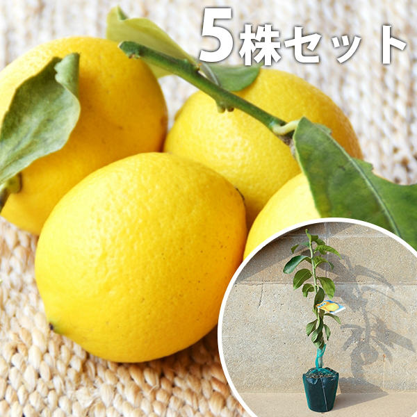 楽天市場】アレンユーレカレモン 苗の通販