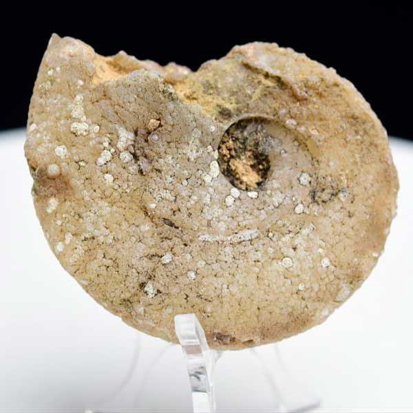 楽天市場】アンモナイト 化石 原石 方解石化【モロッコ産】【約43.5g