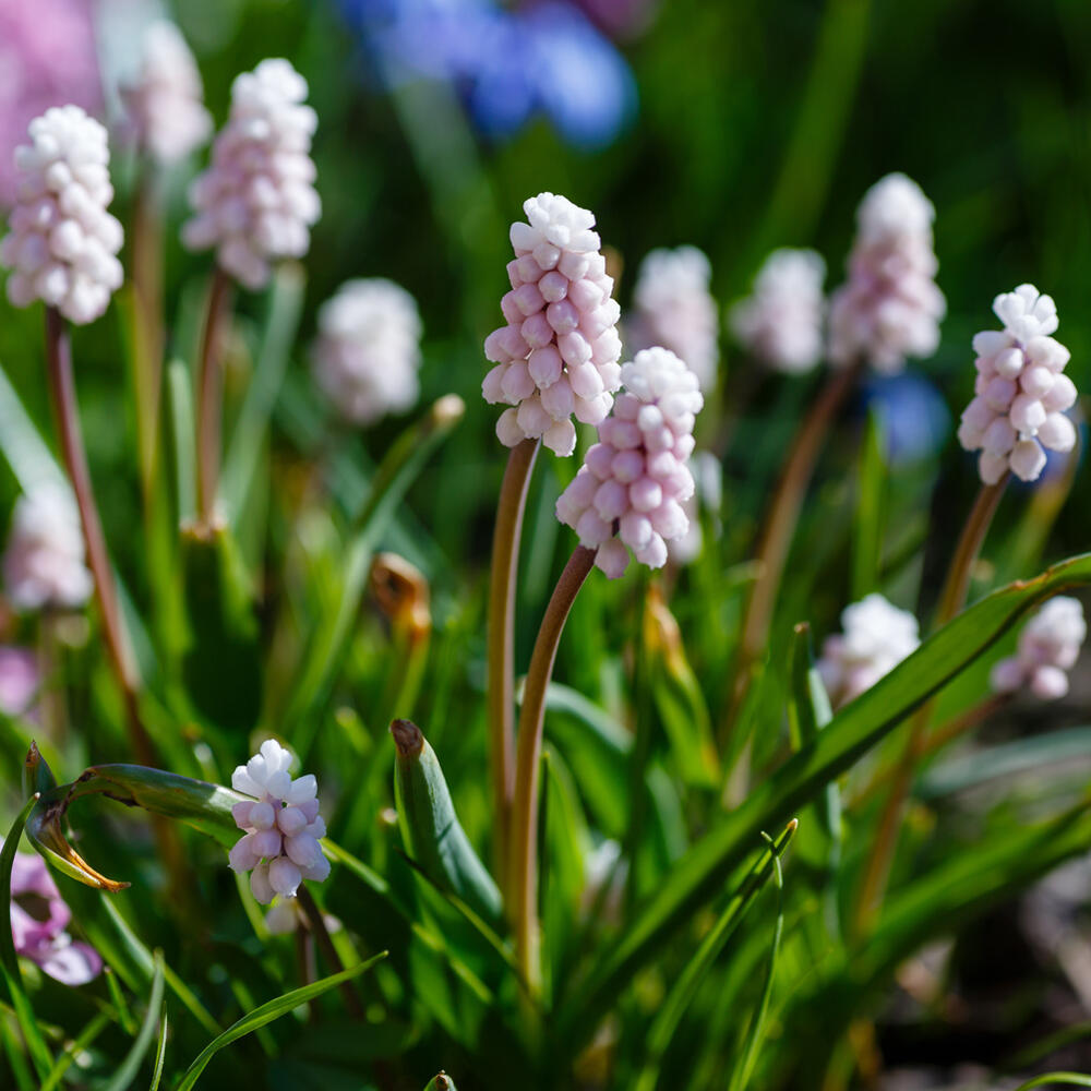 楽天市場】芽出し球根苗 ムスカリ ピンクサンライズ 3球植え 選べる1