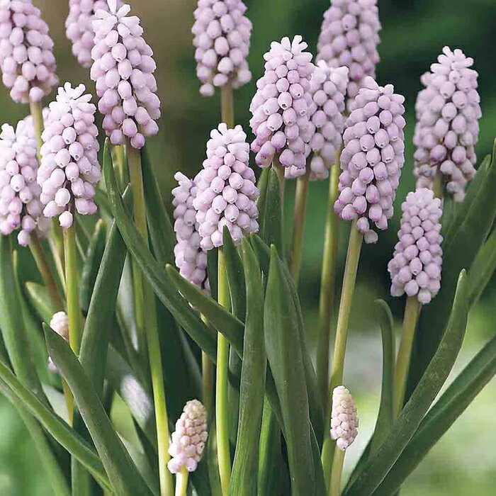 楽天市場】芽出し球根苗 ムスカリ ピンクサンライズ 3球植え 選べる1