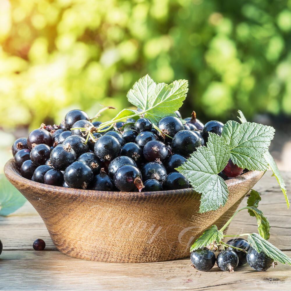 楽天市場】果樹苗 カシス ブラックカーラント 選べるサイズ【お届け中