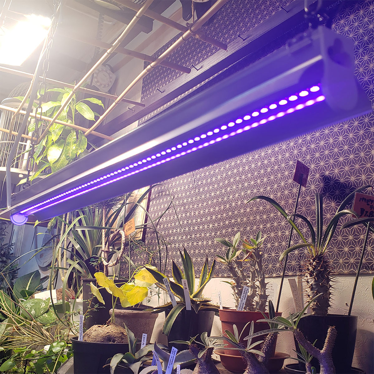 楽天市場】LED UV LIGHT15 植物育成灯 紫外線ライト UVライト : ワイズ