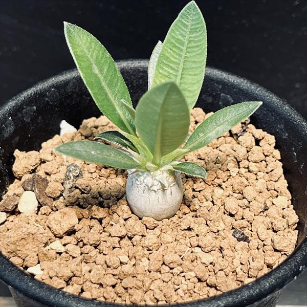 楽天市場】コーデックス：パキポディウム エブレネウム 実生 S*塊根幅