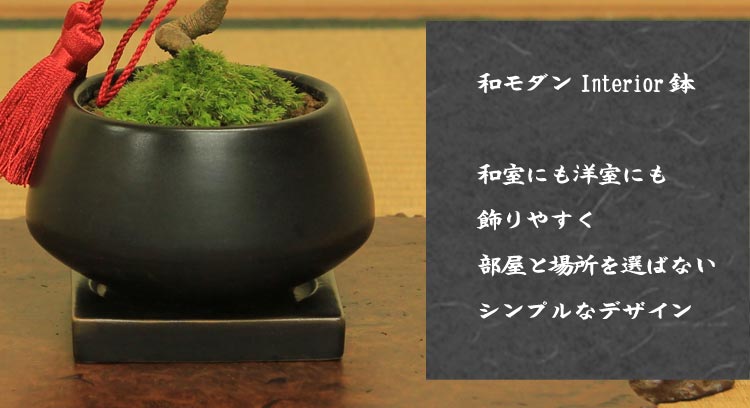 楽天市場】盆栽：五葉松（モダン鉢) 紐・受け皿付き*☆【選べる紐付き