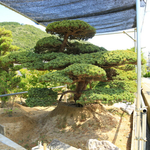 楽天市場】庭木：五葉松 特選大株 現品一点限り 1番 *【送料無料】ご