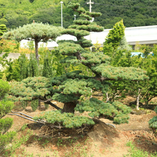 楽天市場】庭木：五葉松 特選大株 現品一点限り 2番 *【送料無料】ご