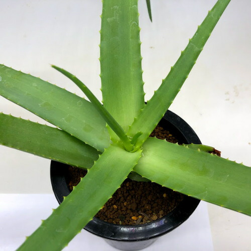 楽天市場】多肉植物：アロエ バンバレニー*幅50cm : 遊恵盆栽 楽天市場店
