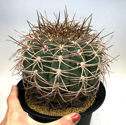 楽天市場】サボテン：ギムノカリキウム 天平丸*幅15cm 現品！一品