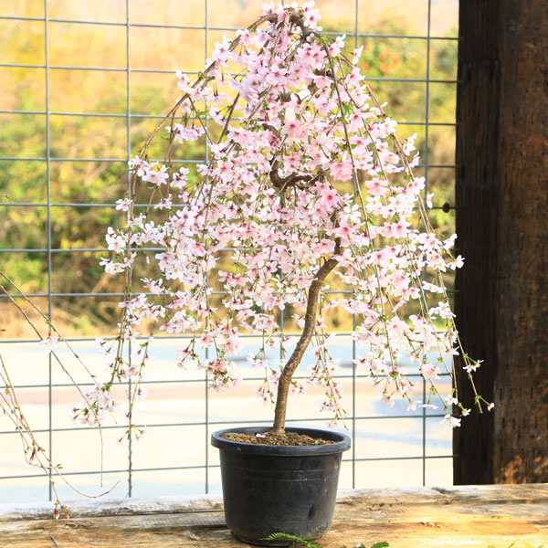 楽天市場】送料無料！特撰庭木：桜・しだれ富士桜（一重しだれ桜