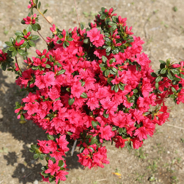 楽天市場】庭木：久留米つつじ/クルメツツジ イマショウジョウ（今猩々