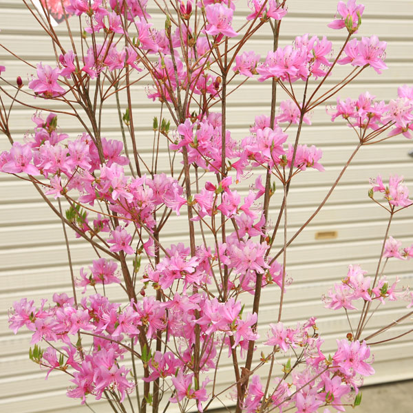 楽天市場】入荷本数少なめです！特撰庭木：ミツバツツジ（三つ葉つつじ