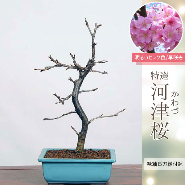 楽天市場】桜盆栽：特選河津桜(緑釉長方縁付鉢)*【2024年春開花】かわ