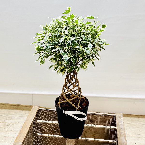 楽天市場】おしゃれ 観葉植物：フィカス ベンジャミン スターライト