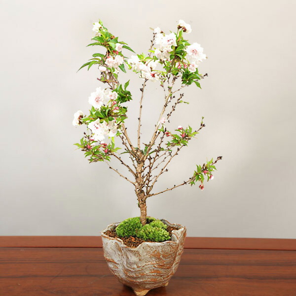 楽天市場】ミニ盆栽 ：富士桜淋宝（信楽花型小鉢）*【2024年春開花】苔