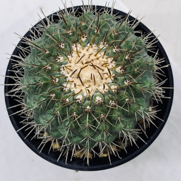 楽天市場】サボテン：コピアポア コルムナアルバ 孤竜丸（こりゅうまる