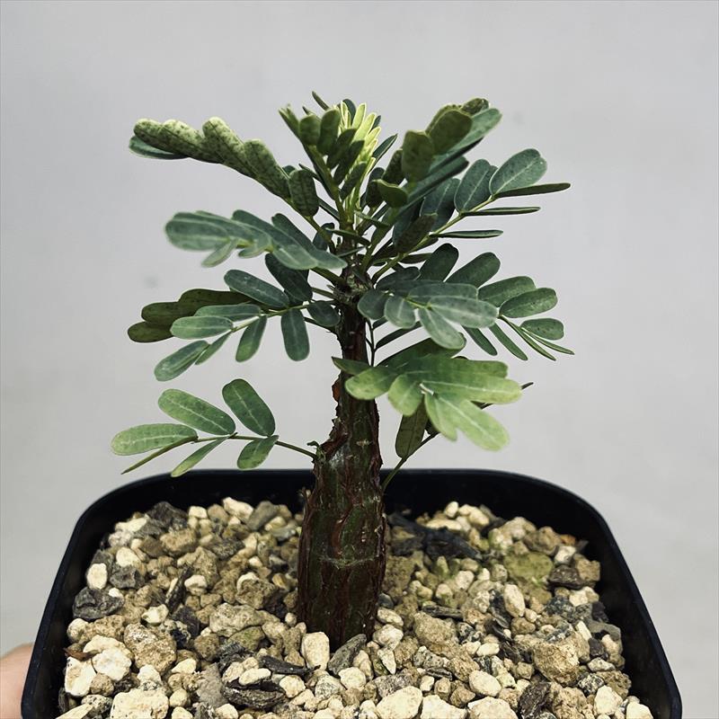 楽天市場】コーデックス：センナ メリディオナリス 実生*葉幅6cm