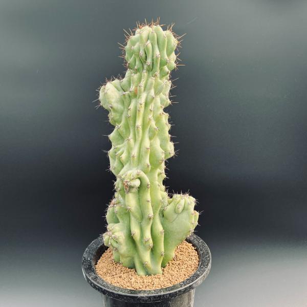 楽天市場】サボテン：セレウス 岩石獅子*幅14cm 現品！一品限り