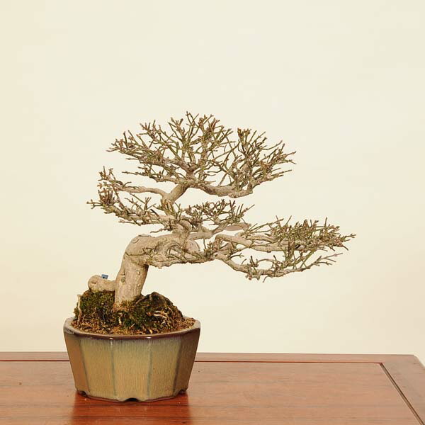 楽天市場】盆栽 特選：こまゆみ 現品*コマユミ Komayumi bonsai