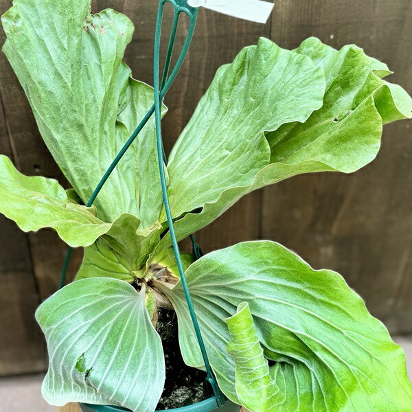 楽天市場】観葉植物：ビカクシダ コウモリラン エレファントティス*7号