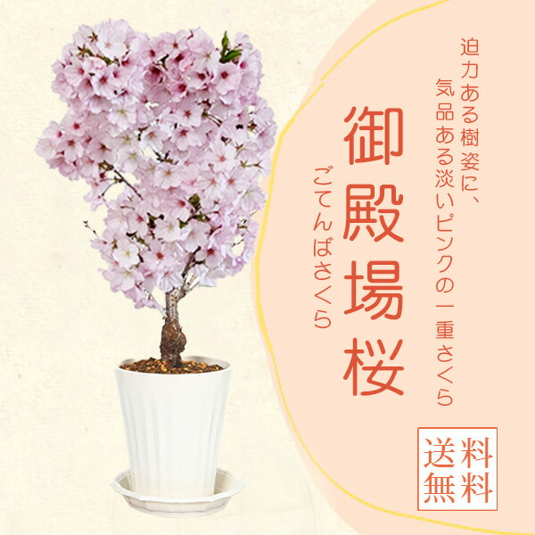 楽天市場】サボテン：ギムノカリキウム 守金魔天竜 ツギ*幅5cm 現品