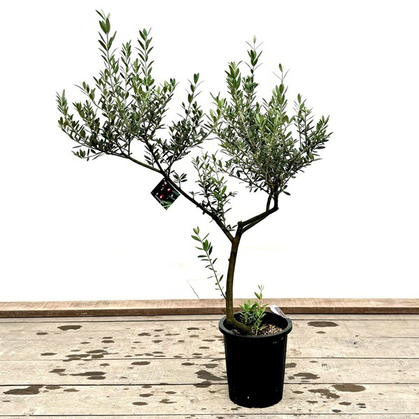 楽天市場】おしゃれ 観葉植物：オリーブの木 マンザニロ 8号*現品6