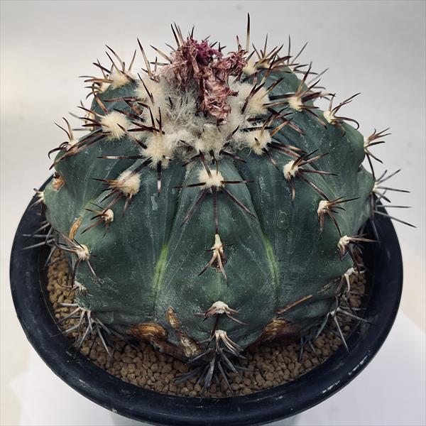 楽天市場】☆特価☆サボテン：エキノカクタス 太平丸 竜神ツギ*幅12cm