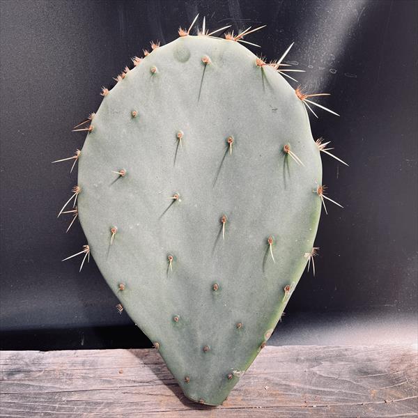 楽天市場】ウチワサボテン：オプンチア 大丸盆*カット苗 : 遊恵盆栽