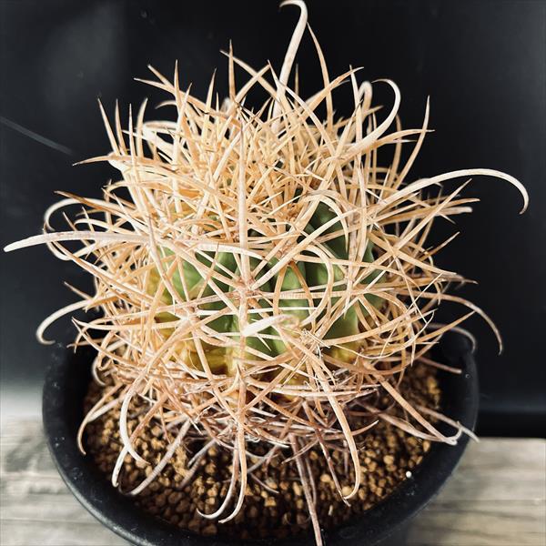 楽天市場】サボテン：フェロカクタス 黄刺金冠竜*幅7cm 現品！一品