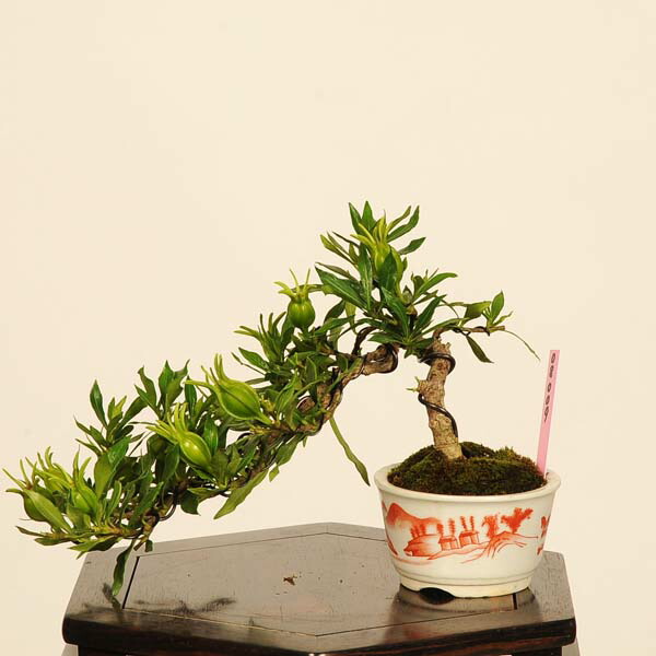 楽天市場】盆栽：実成梔子(くちなし)*現品 一点物 クチナシ