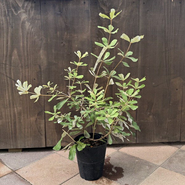 楽天市場】バンクシア banksiaの通販