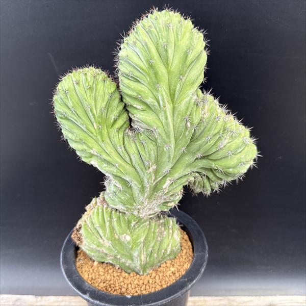 綴化」の人気商品一覧 | 安い商品を通販サイトから探す - 価格.com