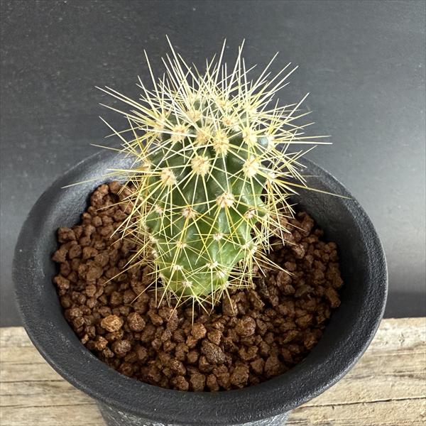 観葉植物 フェロカクタス」の人気商品一覧 | 安い商品を通販サイトから