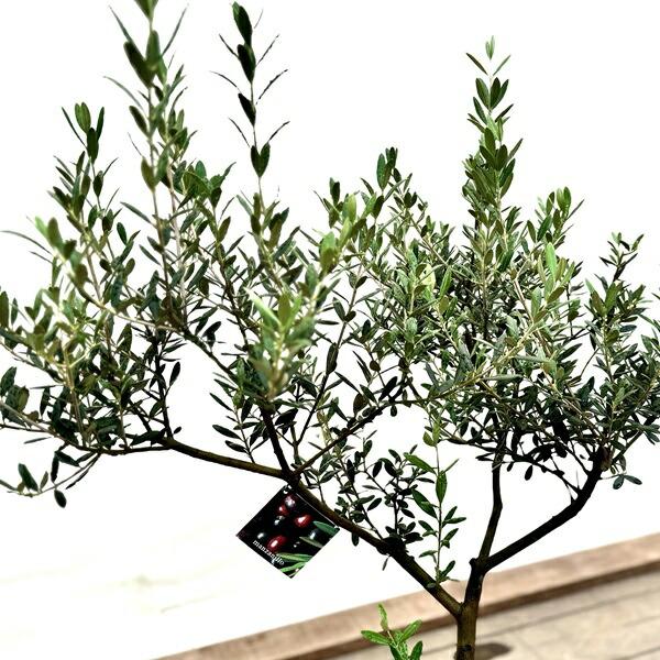 楽天市場】おしゃれ 観葉植物：オリーブの木 マンザニロ 8号*現品6