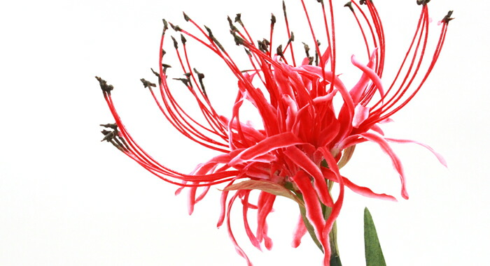 楽天市場】造花 彼岸花 3本セット 曼珠沙華 FM8392 シルクフラワー お