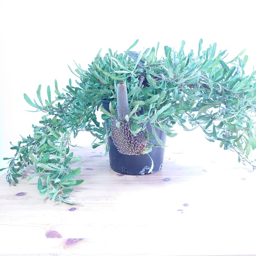 楽天市場】【バンクシア ピグミーポッサム】現品配送！ネイティブ