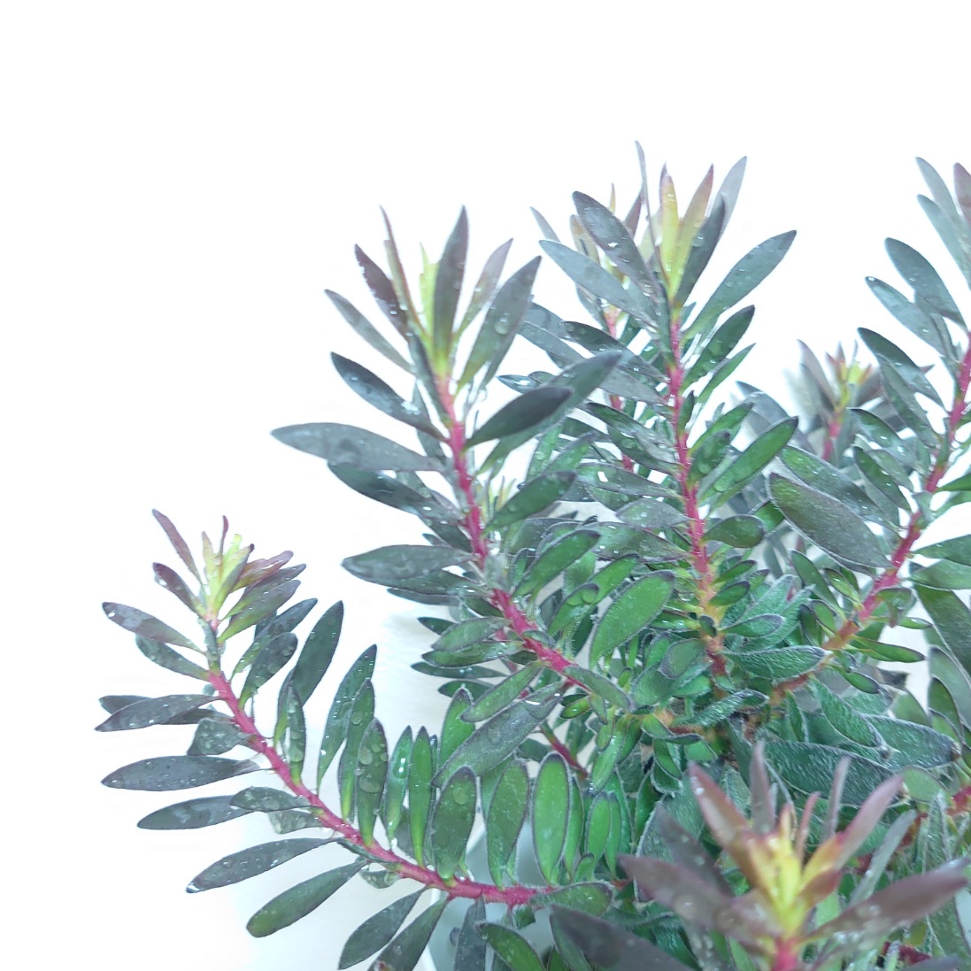 楽天市場】新品種‼オージープランツ リューカデンドロン【バーガンディ