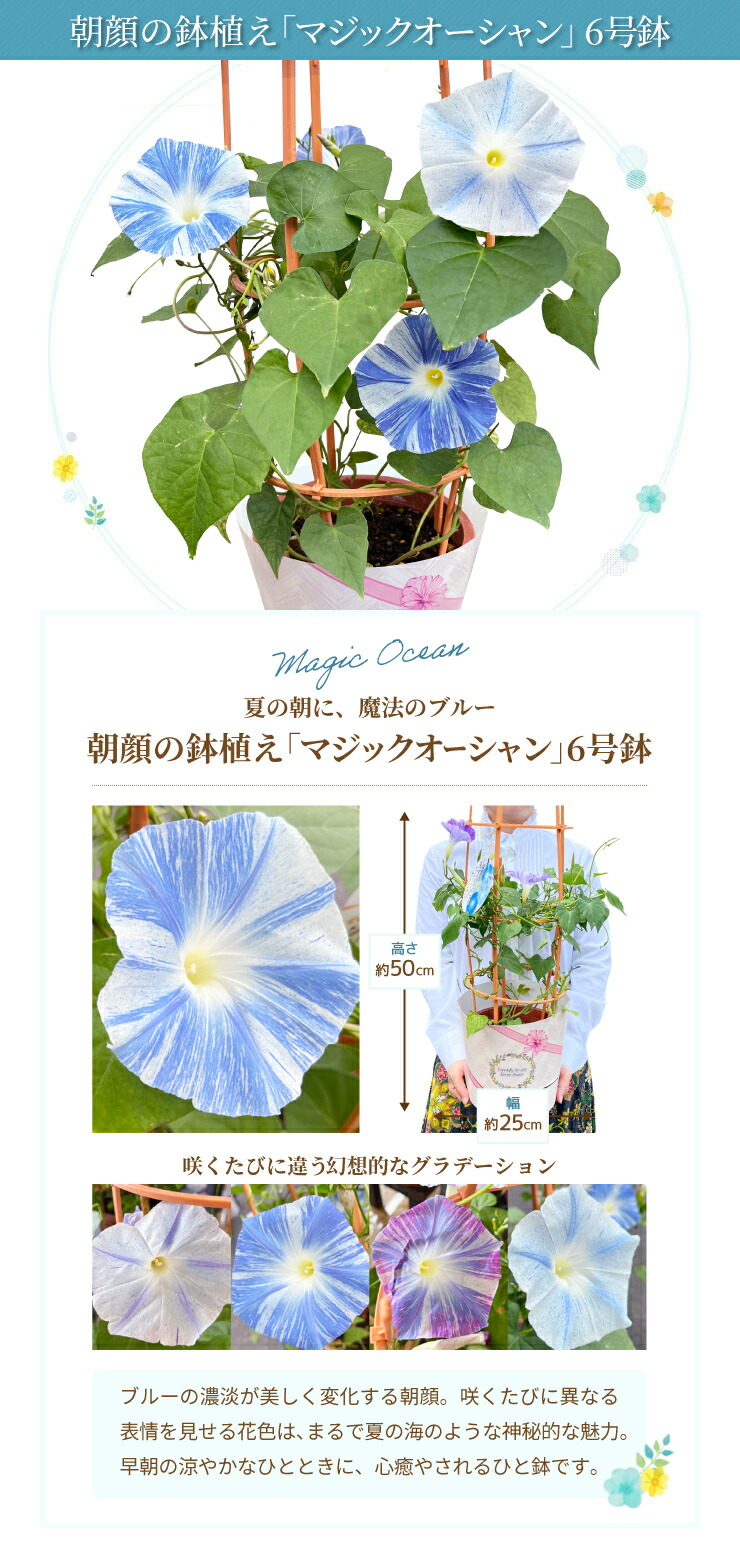 楽天市場】【エントリーでP10倍☆3/11 1:59まで】朝顔 鉢植え あさがお