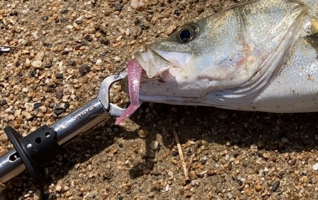 最強】シーバス用フィッシュグリップおすすめ10選！コスパのいい人気