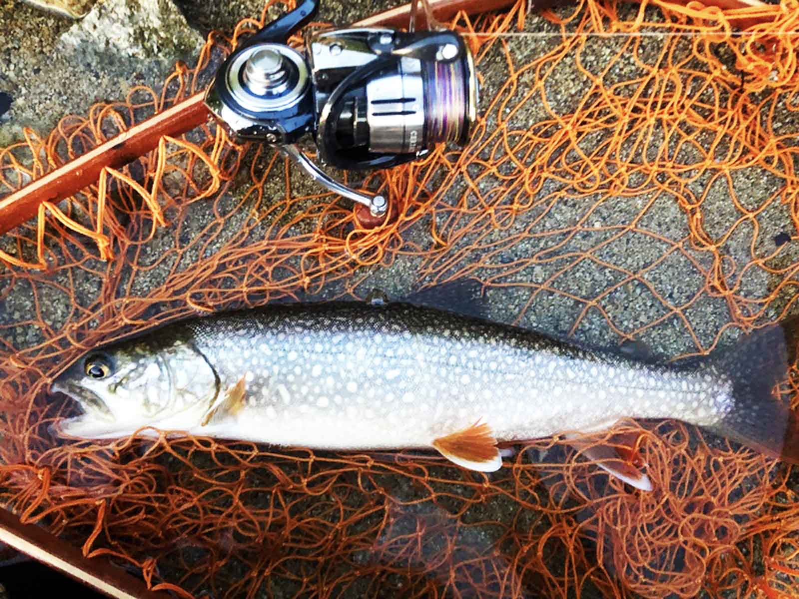 laketrout-chuzenjiko-2019-05-
