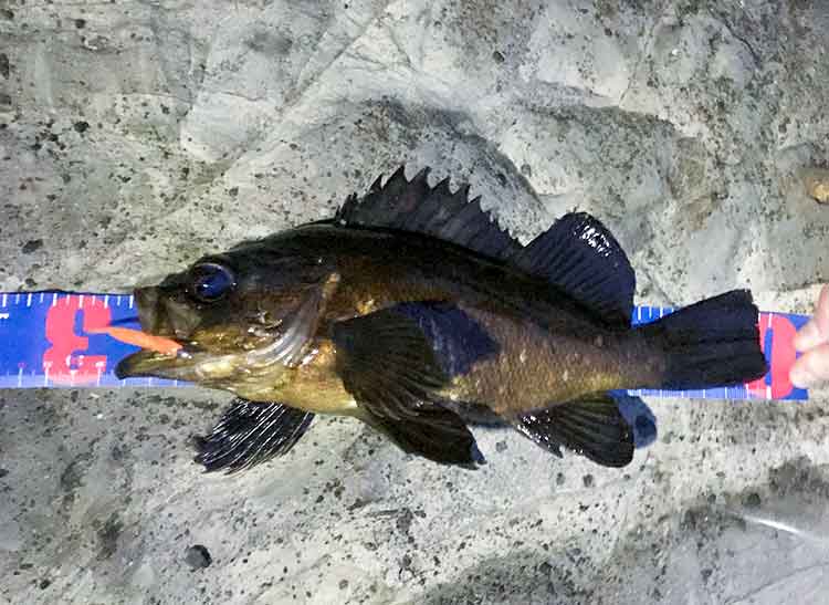 19 バリスティック LT2000SS-Pのスペックとインプレ | 釣りクラウド