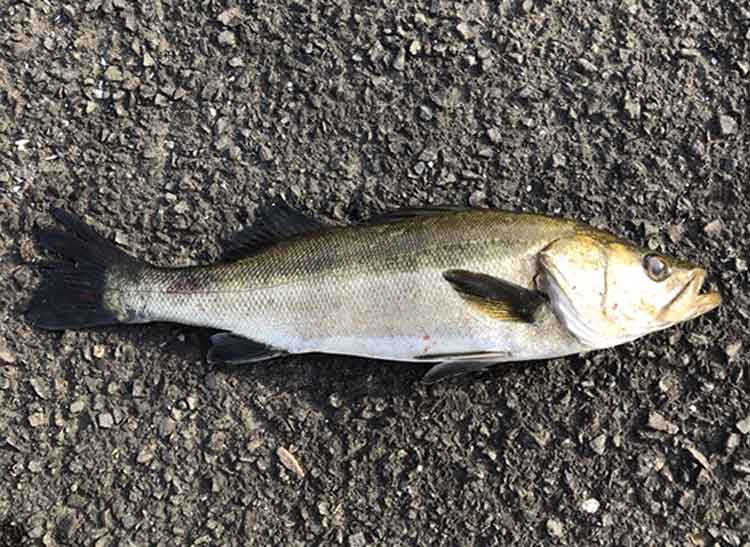 17 セオリー 3012Hのスペックとインプレ | 釣りクラウド