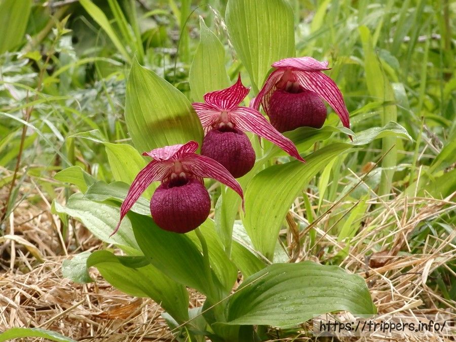 釜無ホテイアツモリソウ
