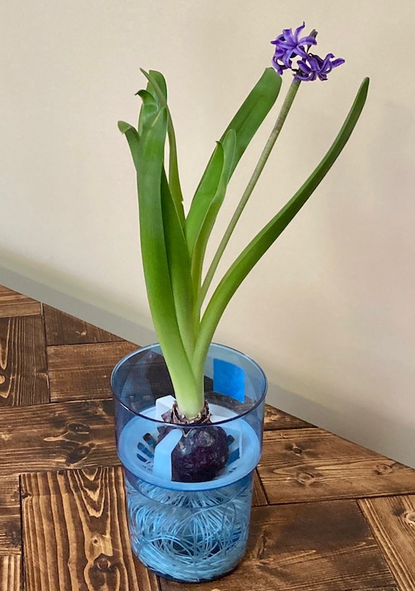 水耕栽培していたヒヤシンスの球根。花が終わった後の育て方を紹介し